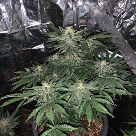 Granddaddy Black #1 growlog timeline photo