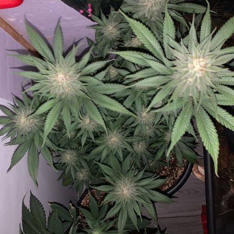 Lemon OG Kush #1 growlog timeline photo