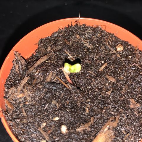 Big Yeti #1 growlog timeline photo