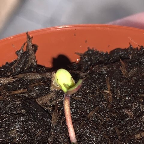 Big Yeti #1 growlog timeline photo