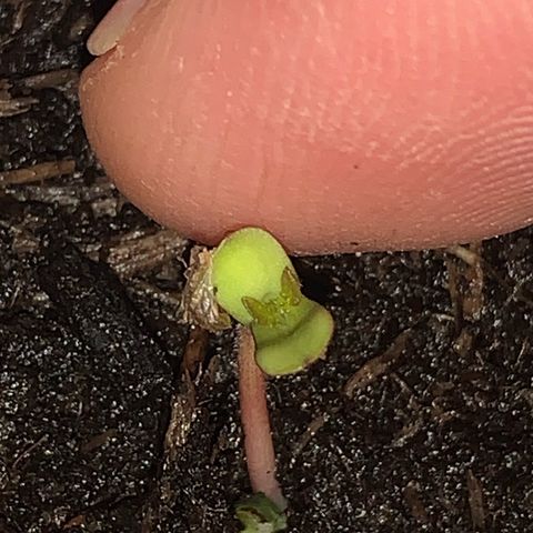 Big Yeti #1 growlog timeline photo