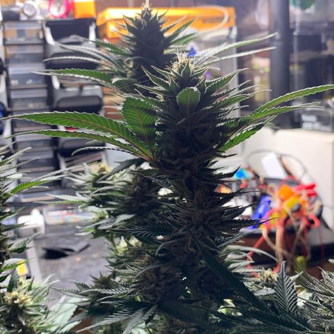 Lemon OG Kush #1 growlog timeline photo