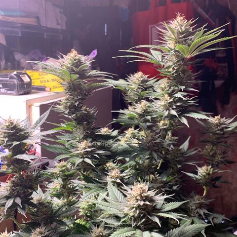 Lemon OG Kush #1 growlog timeline photo