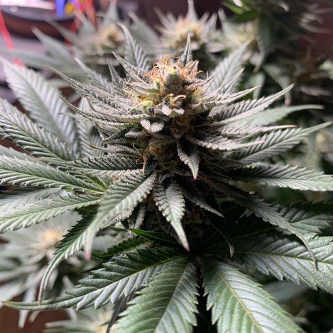 Lemon OG Kush #1 growlog timeline photo