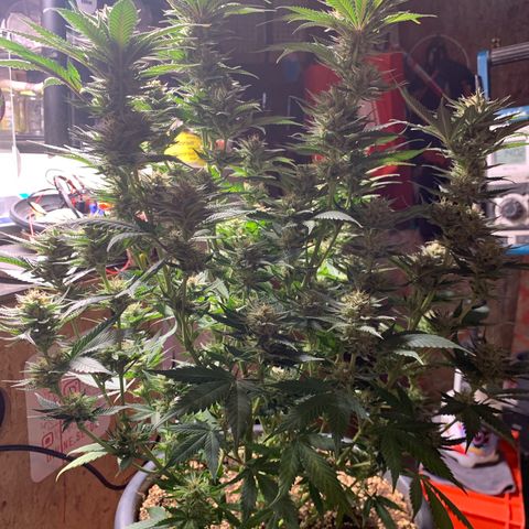 Lemon OG Kush #1 growlog timeline photo