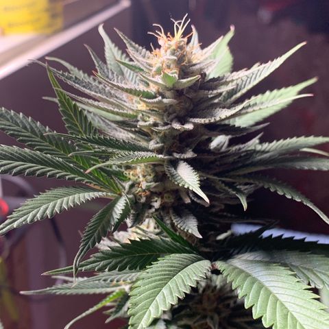 Lemon OG Kush #1 growlog timeline photo