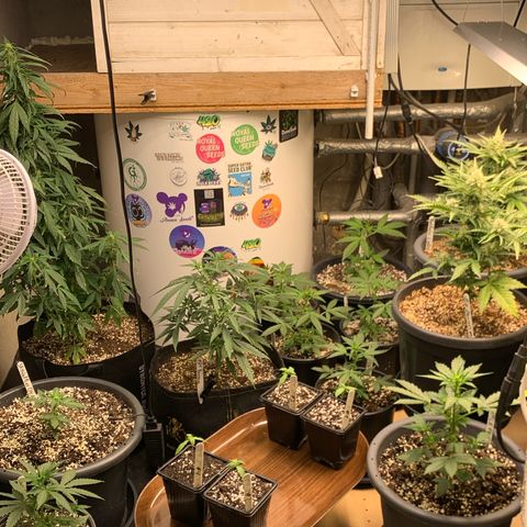 Green Crack  #1 growlog timeline photo