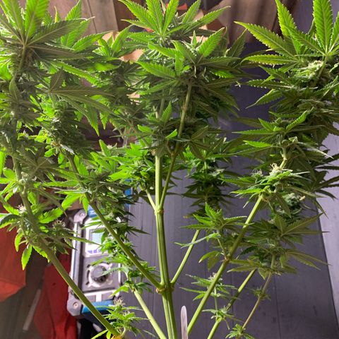 Zkittlez #1 growlog timeline photo