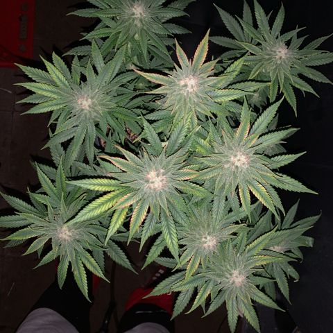 Zkittlez #1 growlog timeline photo