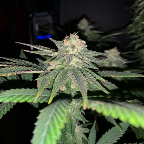 Zkittlez #1 growlog timeline photo