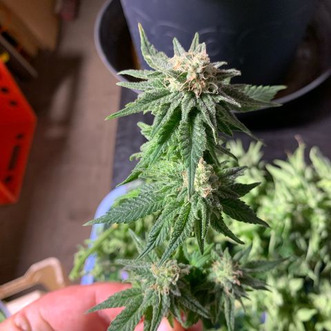Zkittlez #1 growlog timeline photo