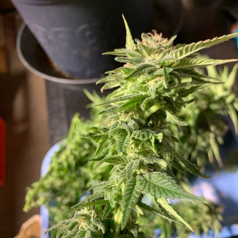 Zkittlez #1 growlog timeline photo