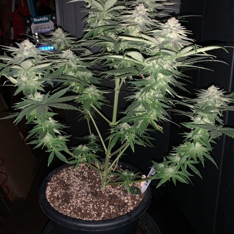 Zkittlez #1 growlog timeline photo