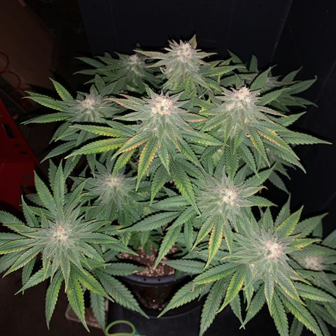 Zkittlez #1 growlog timeline photo