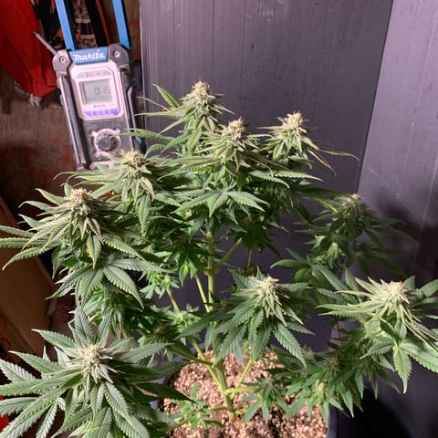 Zkittlez #1 growlog timeline photo