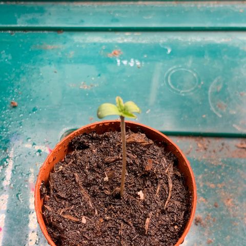 Big Yeti #1 growlog timeline photo