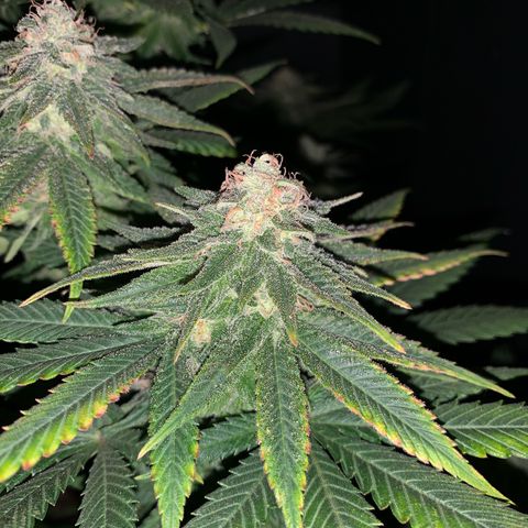 Zkittlez #1 growlog timeline photo