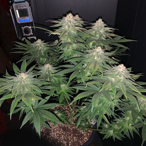 Zkittlez #1 growlog timeline photo