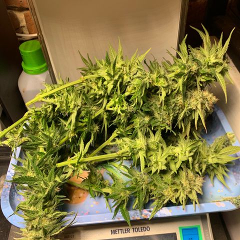 Zkittlez #1 growlog timeline photo