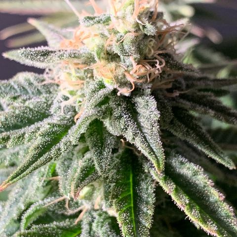 Zkittlez #1 growlog timeline photo