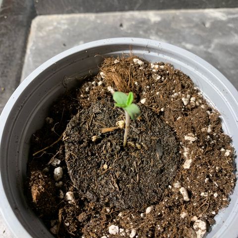 Big Yeti #1 growlog timeline photo