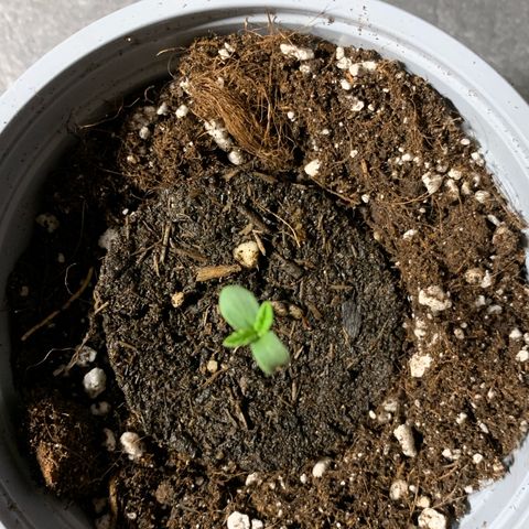 Big Yeti #1 growlog timeline photo