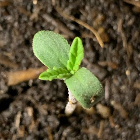 Big Yeti #1 growlog timeline photo