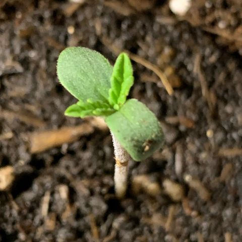 Big Yeti #1 growlog timeline photo