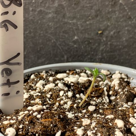 Big Yeti #1 growlog timeline photo