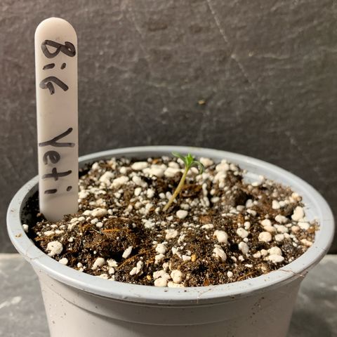 Big Yeti #1 growlog timeline photo