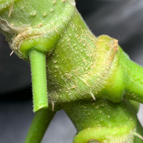 Zkittlez #1 growlog timeline photo