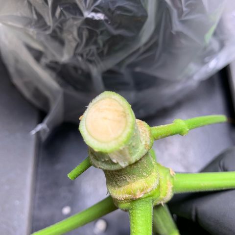Zkittlez #1 growlog timeline photo