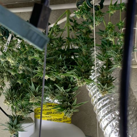 Zkittlez #1 growlog timeline photo