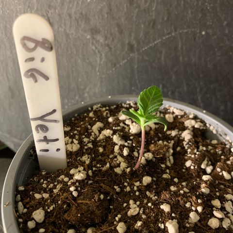 Big Yeti #1 growlog timeline photo