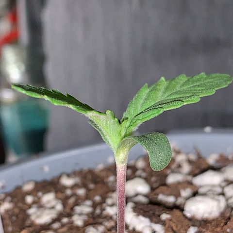 Big Yeti #1 growlog timeline photo