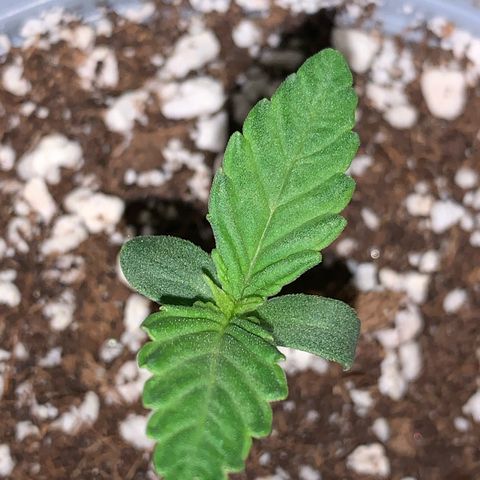 Big Yeti #1 growlog timeline photo