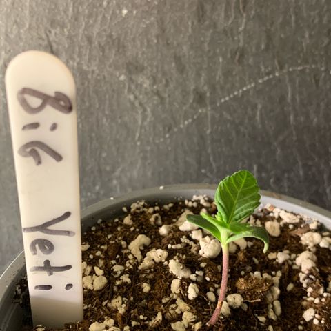 Big Yeti #1 growlog timeline photo