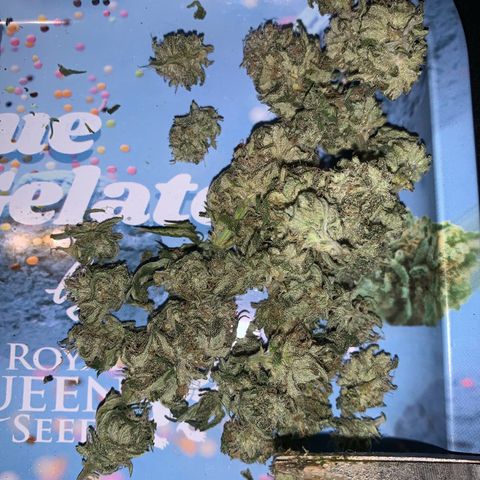 Zkittlez #1 growlog timeline photo