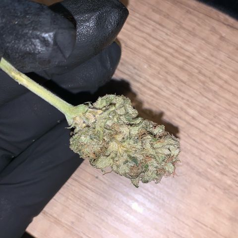 Zkittlez #1 growlog timeline photo