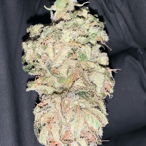 Zkittlez #1 growlog timeline photo