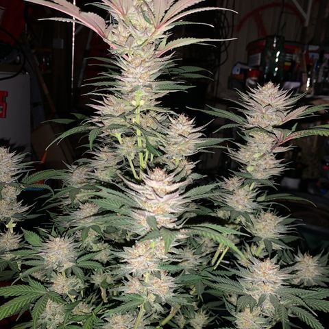 Lemon OG Kush #1 growlog timeline photo