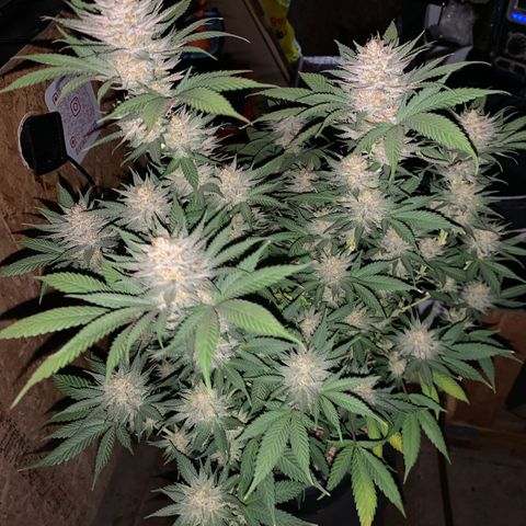 Lemon OG Kush #1 growlog timeline photo