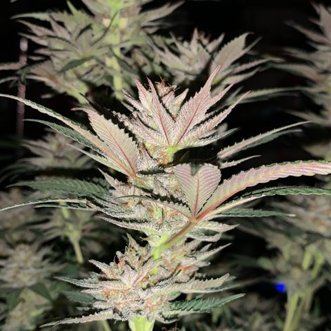 Lemon OG Kush #1 growlog timeline photo