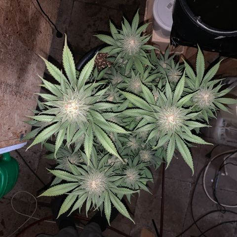 Lemon OG Kush #1 growlog timeline photo