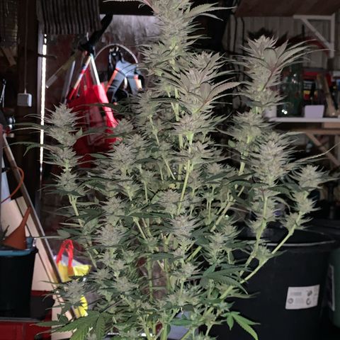Lemon OG Kush #1 growlog timeline photo