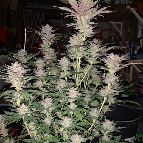 Lemon OG Kush #1 growlog timeline photo