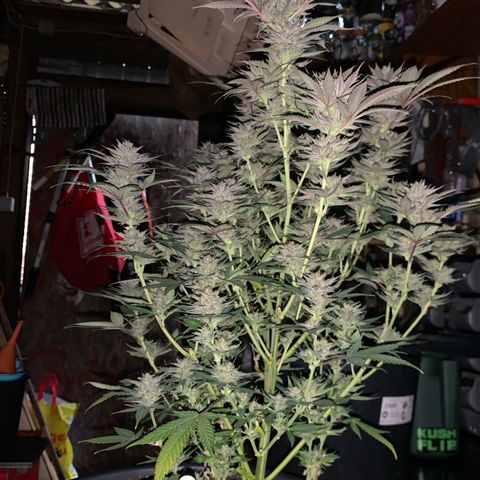 Lemon OG Kush #1 growlog timeline photo