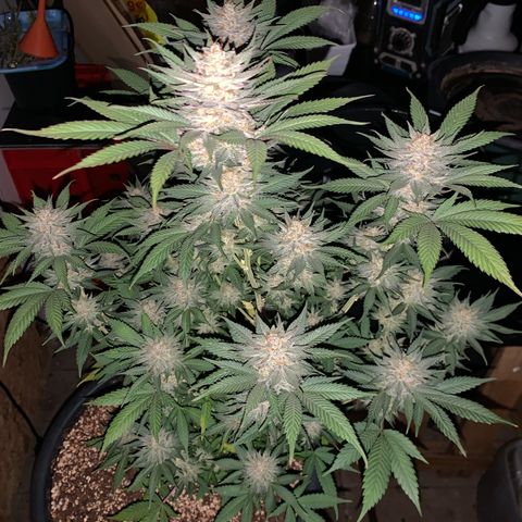 Lemon OG Kush #1 growlog timeline photo