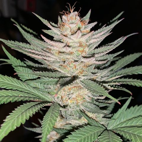 Lemon OG Kush #1 growlog timeline photo