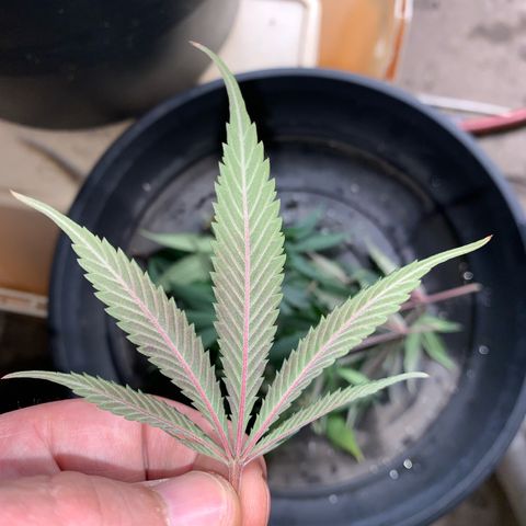 Lemon OG Kush #1 growlog timeline photo